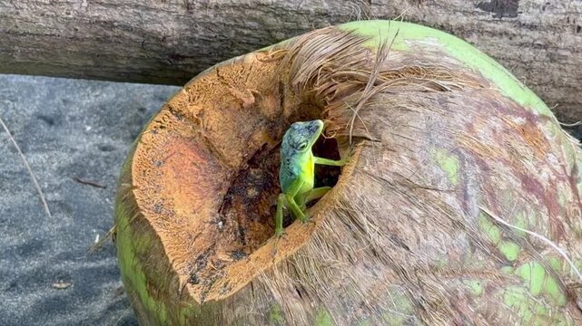 a green Anolis Evermanni lizard observes its surroundings from inside a coconut before climbing out onto a fallen tree trunk &ndash; 4K video footage