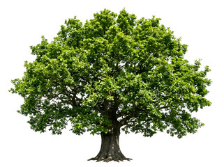 Obraz premium Botanical Oak Tree Illustration PNG with Dense Green Canopy for Landscape and Nature Design