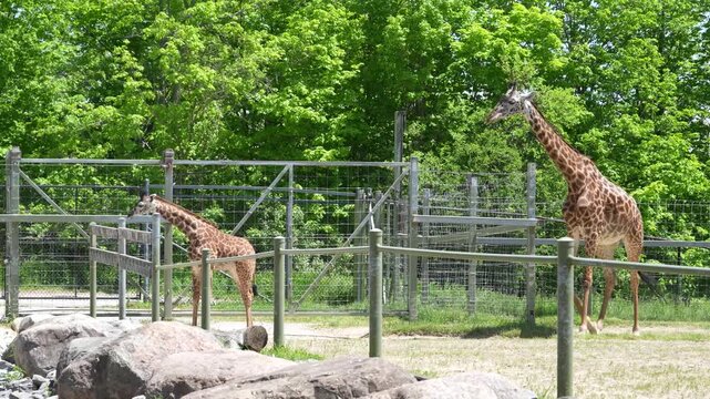 Two giraffes standing in a fenced zoo enclosure with trees and rocks