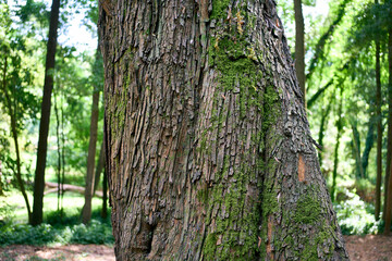 Obraz premium Detailed close view of a forest tree trunk