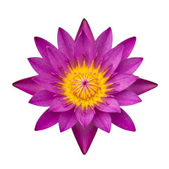 Obraz premium One Pink Water Lily Flower Isolated on Transparent Background