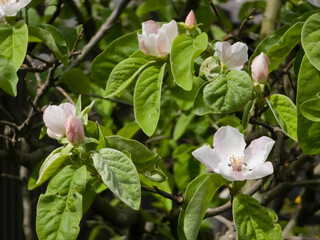 Obraz premium Close-up photo of delicate white and pale pink quince blossoms (Cydonia oblonga) blooming among lush green leaves and woody branches during spring.