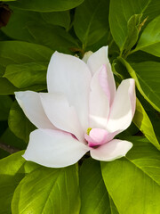 Close up blooming pink and white saucers magnolia flower, Magnolia x soulangeana, surrounded by lush green leaves. © Dan