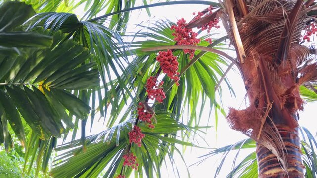 Streak-eared bulbul perched on a bright red palm fruit bunch and eating happily