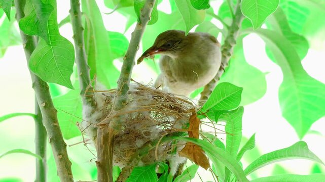 Streak-eared bulbul feeding a whole small lizard to its hungry chick in the nest