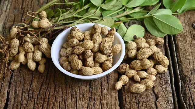 Fresh peanuts plants with roots on wooden table. gardening and organic farming concept
