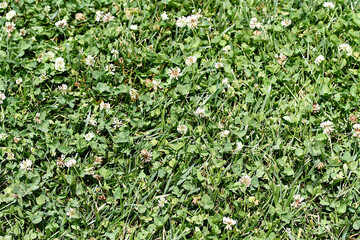 Hierba, césped verde flor blanca y prado brizna naturaleza tapiz vegetal pasto campo © Diego