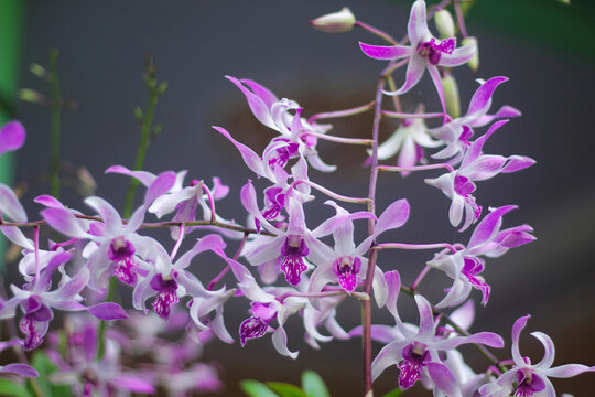 Elegant Purple and White Dendrobium Orchid Flowers Blooming on Dark Background