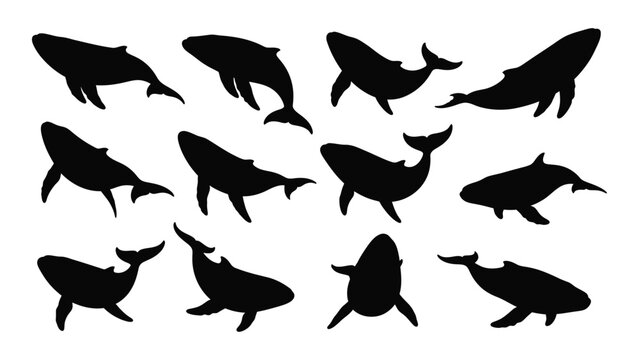 whale silhouettes in black and white silhouette marine animal ocean sea wildlife nature vector graphic design pattern illustration image art