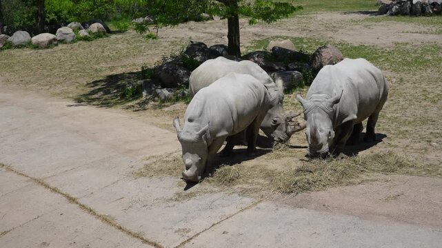 Two white rhinoceroses grazing in a sunny zoo enclosure
