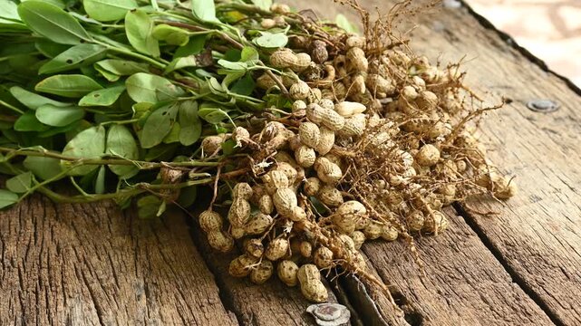 Fresh peanuts plants with roots on wooden table. gardening and organic farming concept