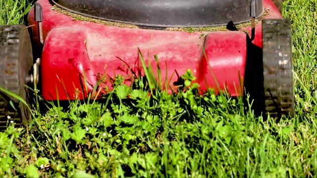 Mowing the grass with a lawnmower on a sunny day in the garden. Garden maintenance.