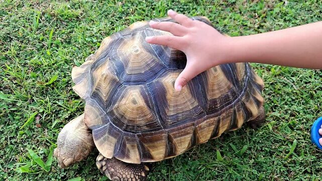 Close up of a child hand gently stroking and petting a large sulcata tortoise on green grass. Concept of children learning about animals.