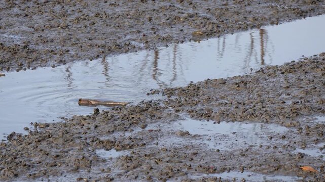 A large mudskipper walking into a mangrove puddle as a smaller species with prominent fin walks past