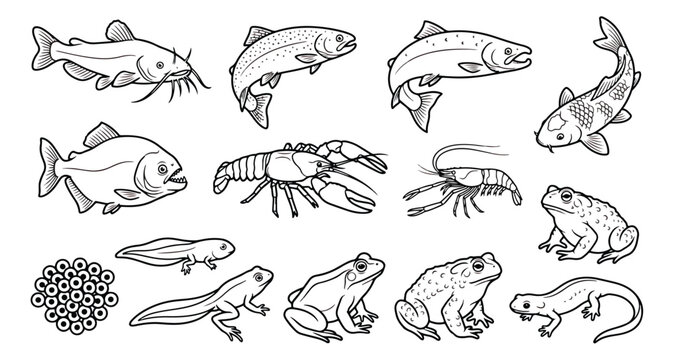 Freshwater aquatic animals line art set, fish and amphibian icons, 15 vector illustrations