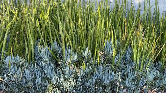 Dracaena angolensis commonly known as African spear or the spear sansevieria, succulent plant growing outdoors in garden