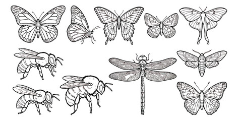 Vintage insect line art collection, 10 butterfly and bee vector icons, hand drawn bug sketches © usmi