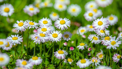Obraz premium White small daisies blooming on grass background 