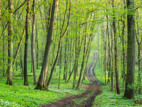 Footpath through natural green forest in early spring