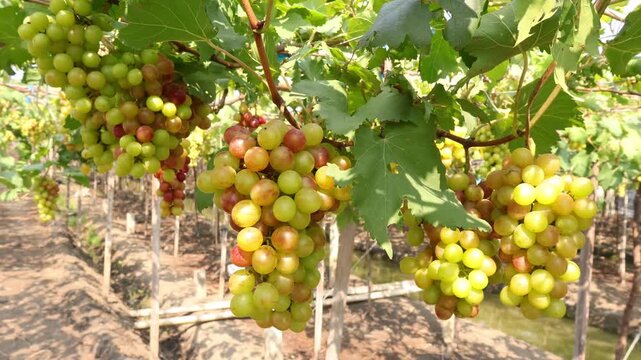 A large bunch of red grapes ripening on the vine with green, orange and red berries