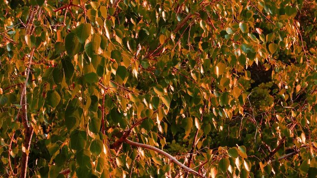Copper toned foliage of a sacred Bodhi tree fluttering gently in bright sunlight for background