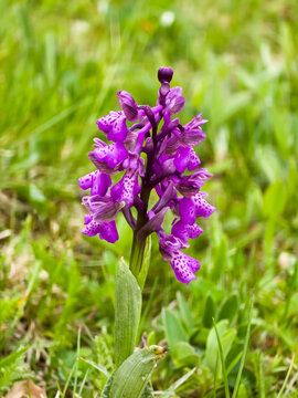 Flowering specimen of green-winged orchid, Anacamptis morio, in a wild grassland meadow. Macro shot of purple inflorescence with spotted labellum and green-striped sepals against green grass.
