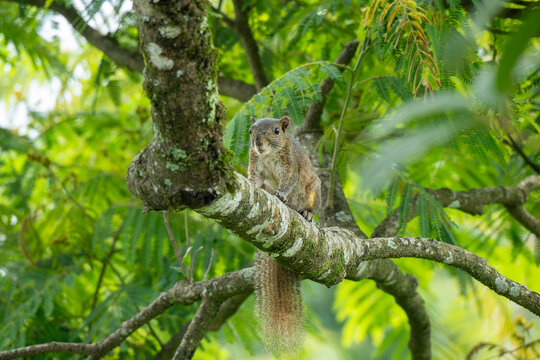 The Irrawaddy squirrel or hoary-bellied Himalayan squirrel is a species of rodent in the family Sciuridae.