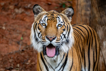 Obraz premium Tiger Portrait Looking at Camera