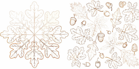 Oak leaves and acorns a sketched vector illustration © Tapan