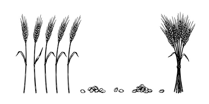 Wheat Stalks Illustrated in a Simple Line Drawing Style with Grains and a Bundle Featuring Agriculture, Farming, Crop with Harvest and Illustration