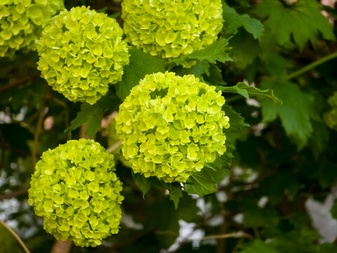 Round spherical clusters of lime green snowball tree flowers blooming surrounded by fresh garden leaves.