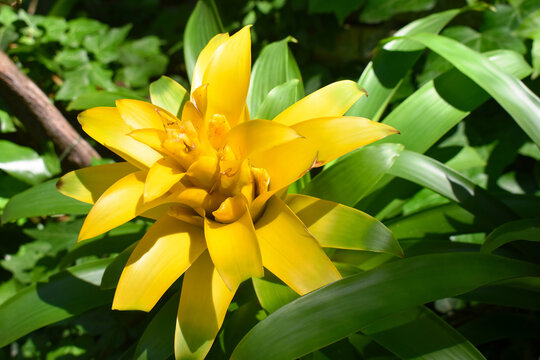 Vibrant yellow bromelia guzmania flower blooming in a tropical garden under sunlight.