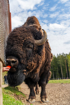 Epic hybrid zubrbizon feeding carrot wildlife animal vertical portrait. 
Cinematic view of tourist hand giving food to big wild bison buffalo bull head, 
furry mammal coat, horn and blue sky near fore