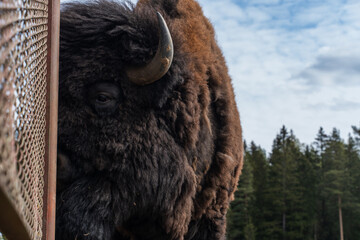 Epic wild American bison wood buffalo animal standing pasture forest vertical view.  © Yar