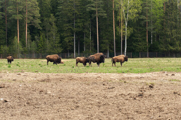 Epic wild American bison wood buffalo animal standing pasture forest vertical view.  © Yar