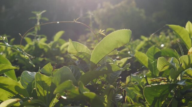 A stunning 4K ultra HD footage with handheld pan left camera movement, capturing fresh green tea leaves glowing under golden morning backlight with beautiful lens flare.