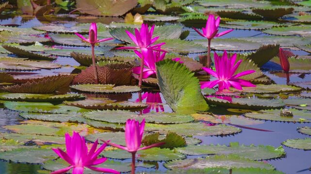 Colony of Pink Nymphaea Flowers Floating in Calm Lily Pond