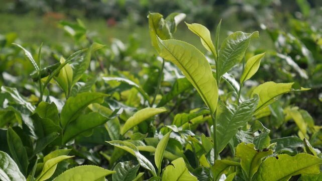 A close-up horizontal view focusing on young yellowish-green tea sprouts rippling and blowing gently in the morning breeze, showcasing a thriving and organic plantation field.