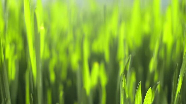Close-up of vibrant green grass blades swaying gently. Sunlight filters through, creating soft highlights. Blades vary in height and direction. Background blurred for natural depth