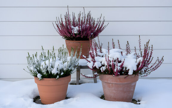 Three terracotta pots with decorative heather flowers covered in fresh snow