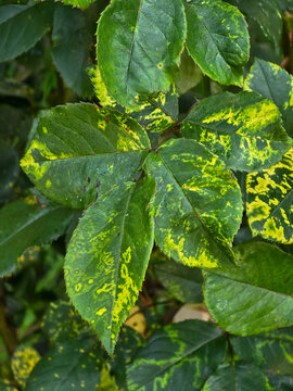Rose foliage displaying bright yellow mosaic pattern symptoms caused by rose mosaic virus in a garden setting.