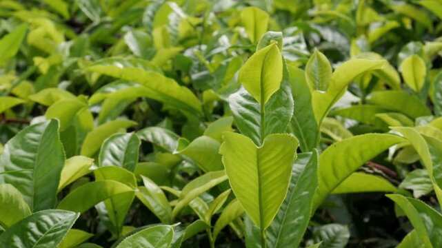 A vibrant close-up horizontal shot focusing on young organic tea plant shoots swaying gently in a mild morning breeze, representing health and purity in a commercial garden.