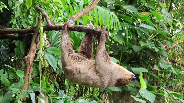 Two-toed Sloth stretching upside down from the tree branch then crawling back to inside the woods