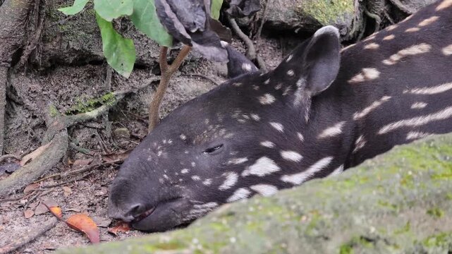 Closeup of an adorable baby Malayan Tapir moving her nose and ears during an active sleep at noon