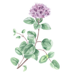 Obraz premium A watercolor drawing of a branch of oregano with a flower. This isolated illustration is suitable for menu design, tea brands, spice labels, postcard designs, and apparel printing