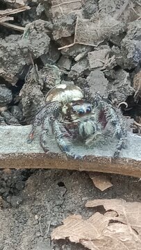 Macro photography of a jumping spider with unique white patterns on its back