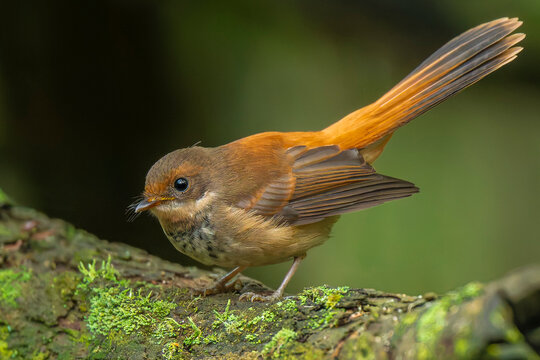 Rufous Fantail