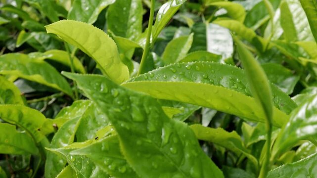 A detailed horizontal shot moving across vibrant tea plant shoots covered with crisp morning moisture, showcasing the rich texture of wet organic leaves under natural daylight.