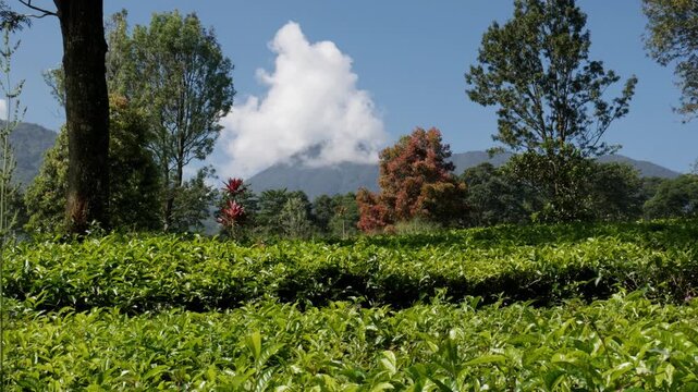 A scenic horizontal footage panning left over vibrant green tea bushes, capturing beautiful trees and white cumulus clouds over a majestic mountain peak under a bright blue sky.