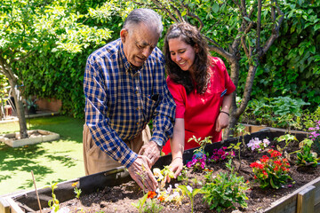 Elderly man and young female caregiver enjoying gardening in an outdoor raised bed. Activities...